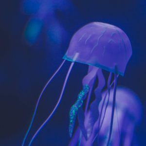 26 (Demo)